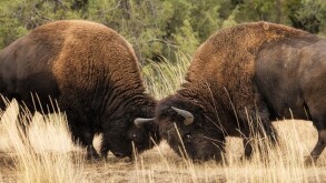 Countries have locked horns over pillar one