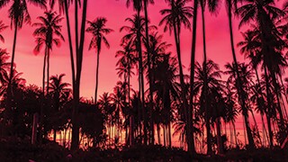 trees