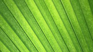 green sukuk