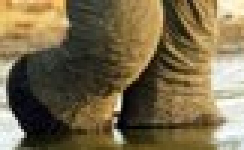 aelephant.jpg