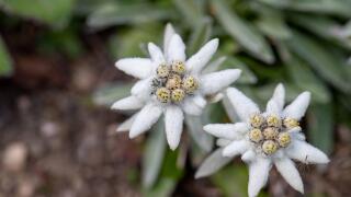 flowers-5550031.jpg