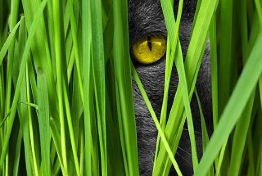 cat-lurking 320 x 215