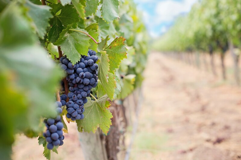 grapes-1952035.jpg