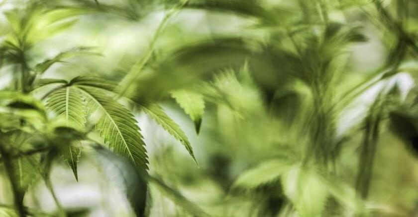 weed.jpg