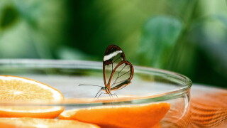 insect-4035660.jpg