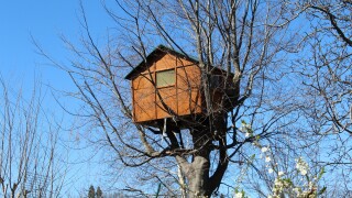 tree-house-695420.jpg