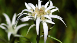 flower-2399639.jpg