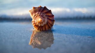 shell.jpeg