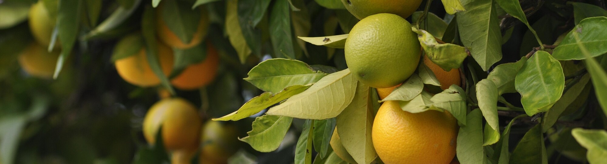 oranges-4566275.jpg