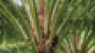 plantation-puff.jpg