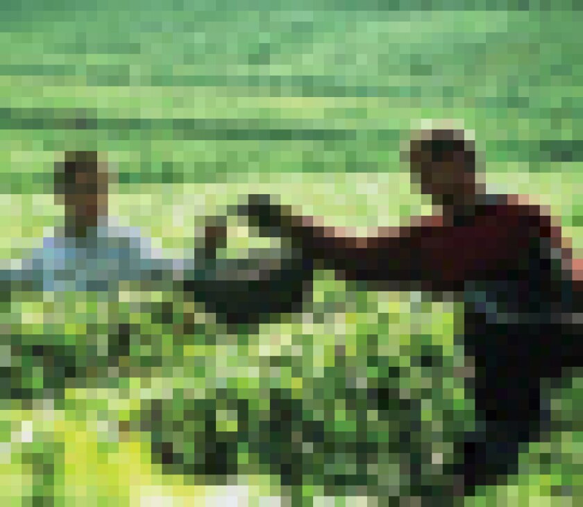 grapepuffpic.jpg