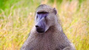 baboon.jpg