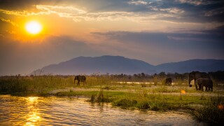 Elephants in Lower Zambezi National Park - Zambia