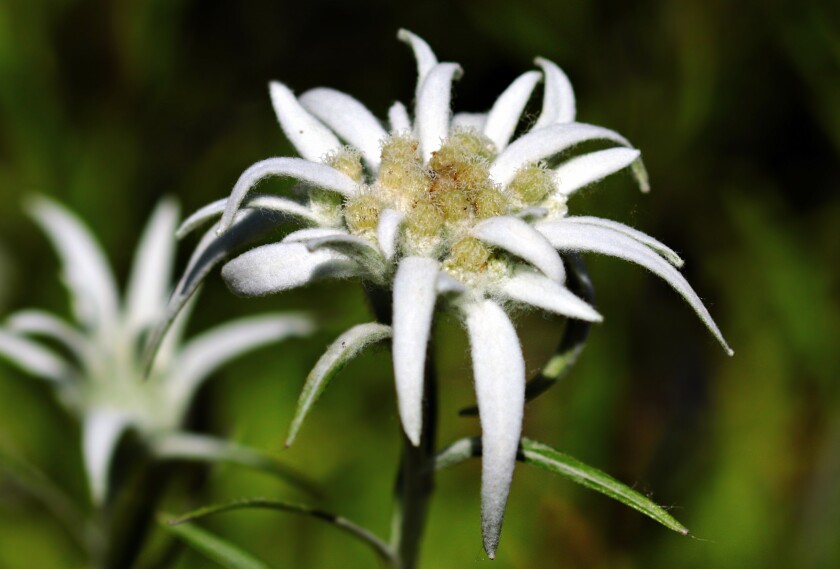 flower-2399639.jpg