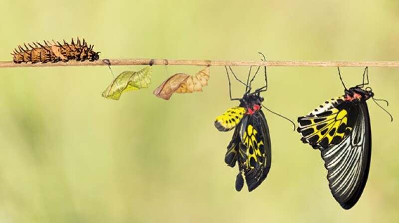 transformation-570.jpg