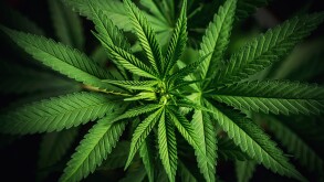 Close up of cannabis plant