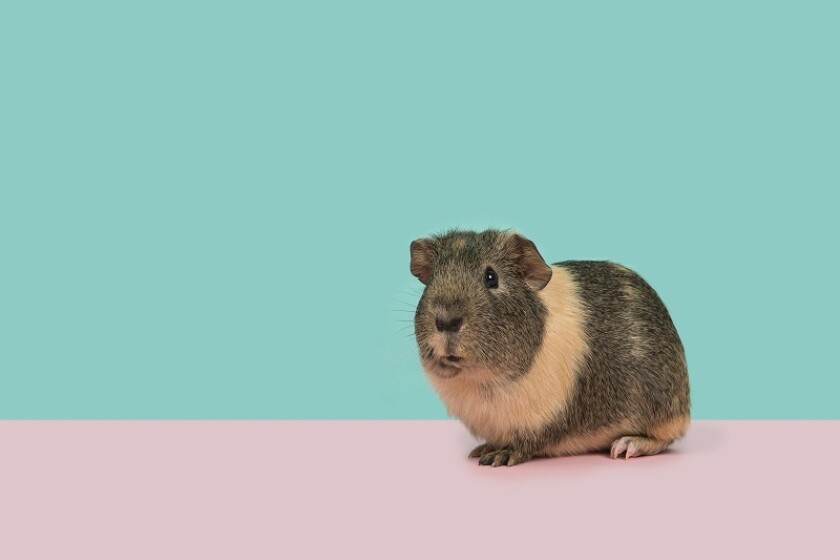 guineapig