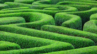 Hedge