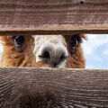 llama.jpg