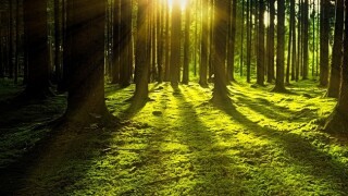 nature-3294681-1280.jpg
