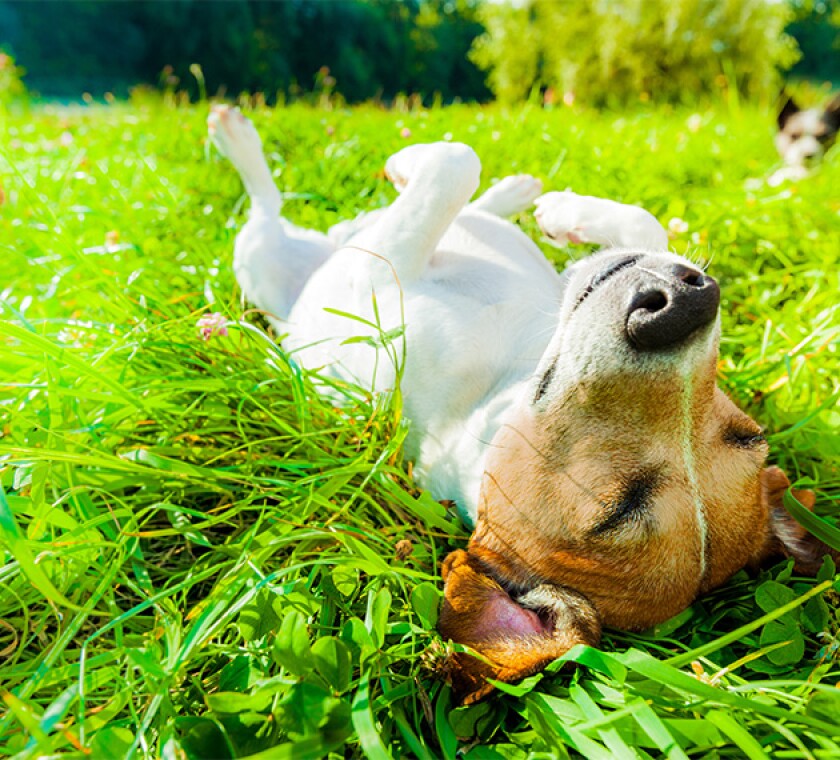 dog-siesta-as118405196.jpg