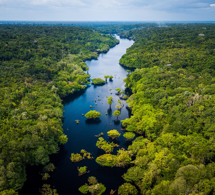 Amazon Rainforest in Anavilhanas National Park, Amazonas - Brazi