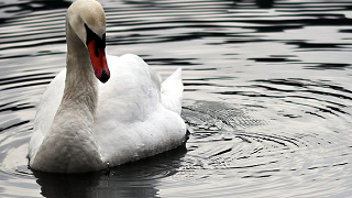Swan swimming