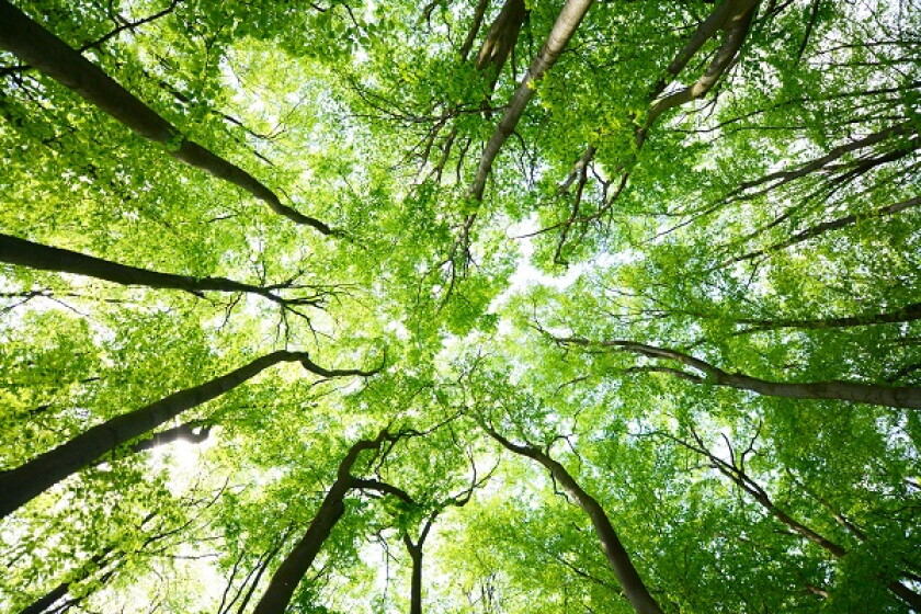 Tree canopies