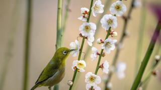 bird-6036530.jpg