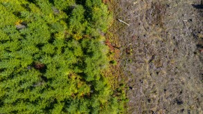 Aerial drone view of deforestation of a pine forest