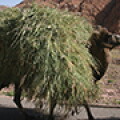 camel-thumb.jpg