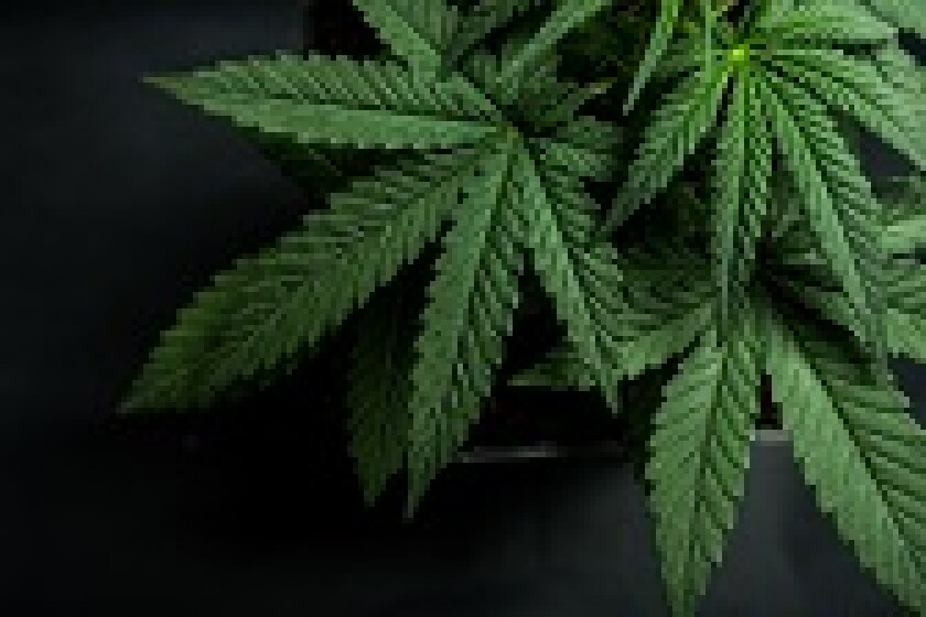 Cannabis-thumb