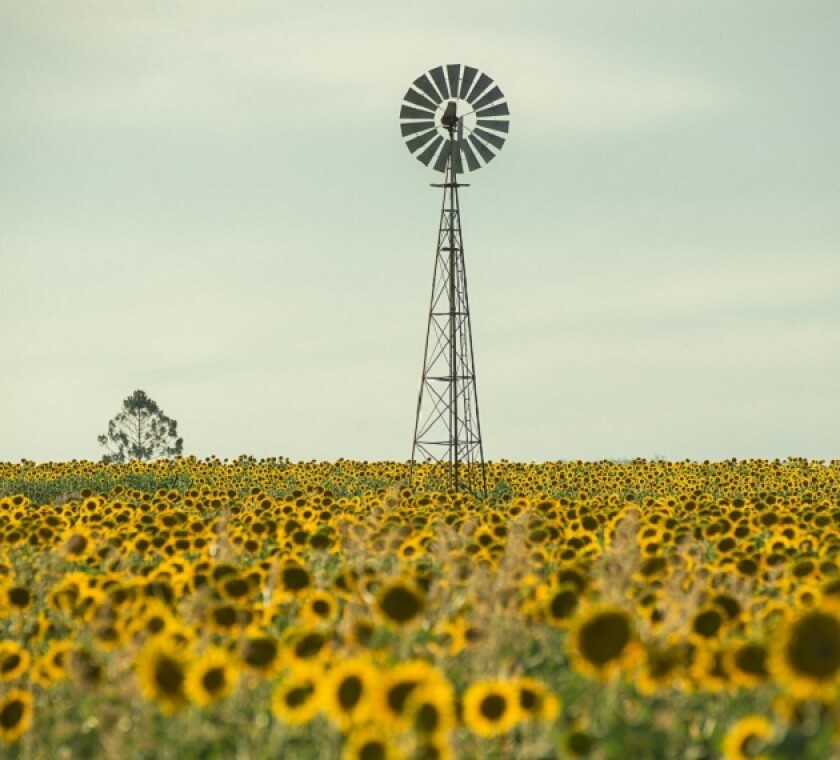 field-4400519-1920.jpg