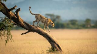 cheetah.jpeg