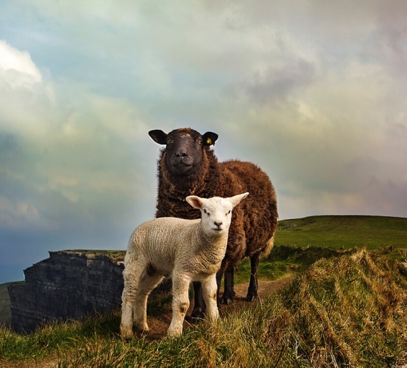 Ireland – trends and transactions