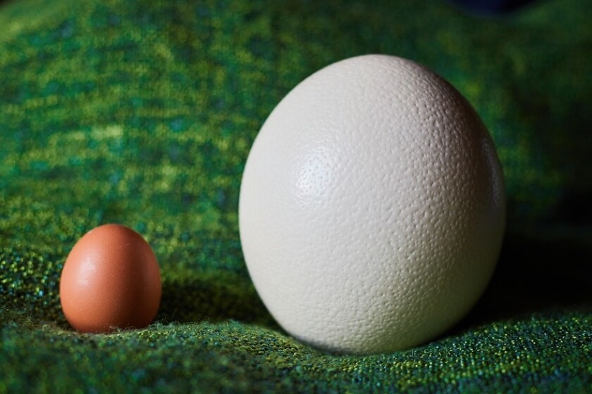 eggs