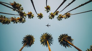 View of palm trees, sky and aircraft flying