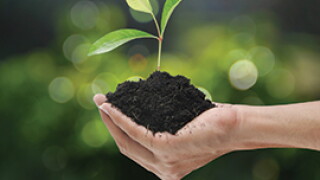 plant