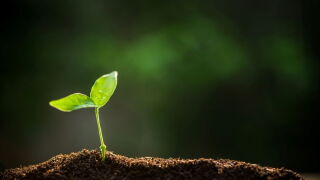 sapling.jpeg