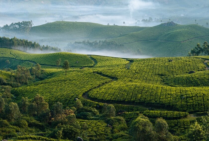 Morning foggy tea plantation in Munnar, Kerala, India.