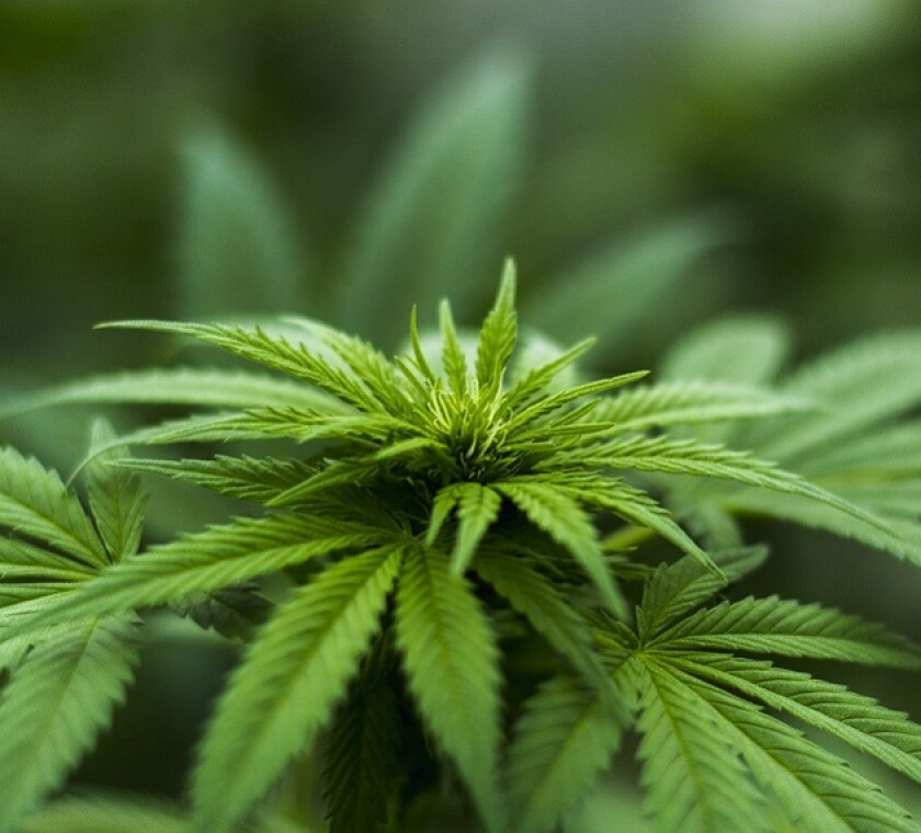 Cannabis could remedy budget gaps