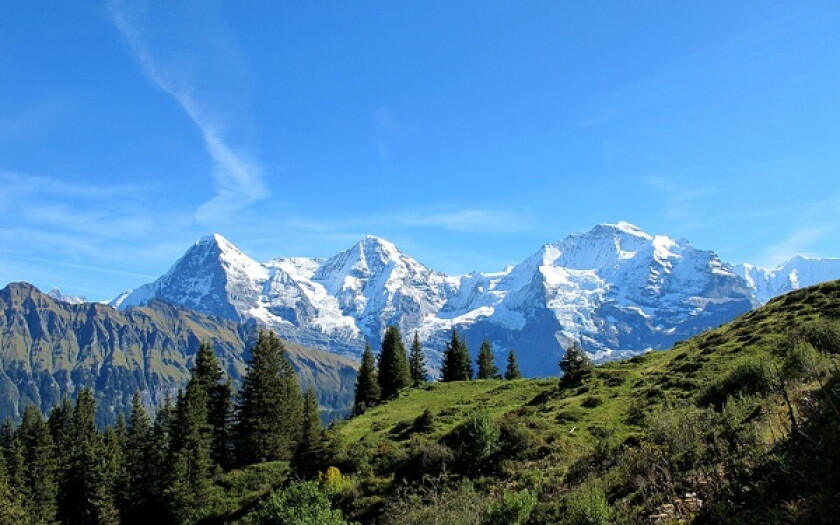 swiss large