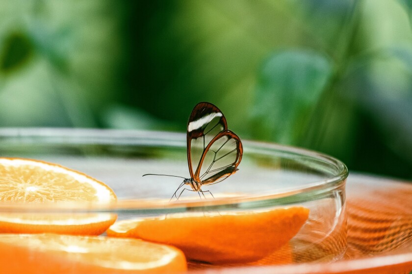 insect-4035660.jpg