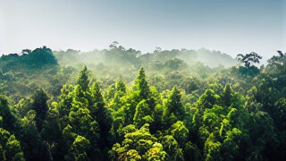 Calm green forest