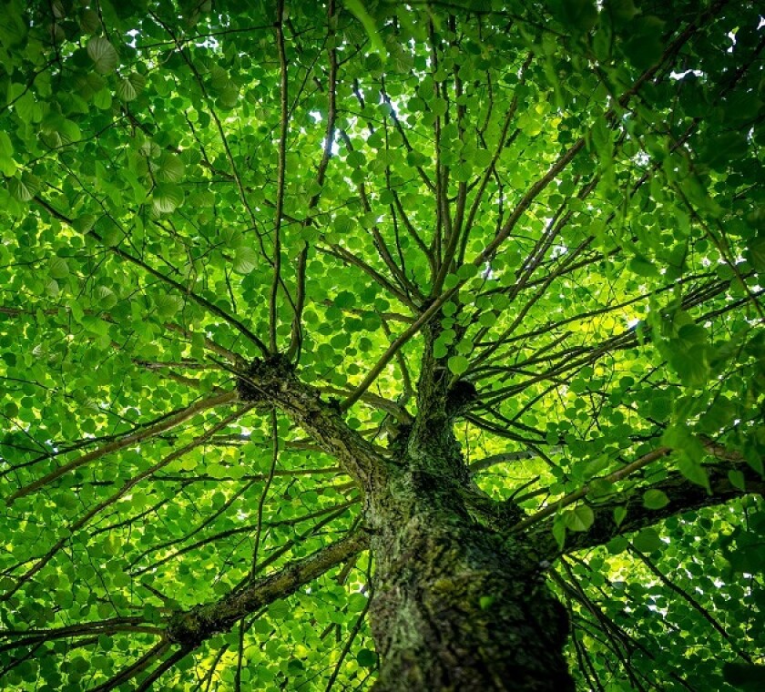 Green taxes are in their initial stages in Mexico