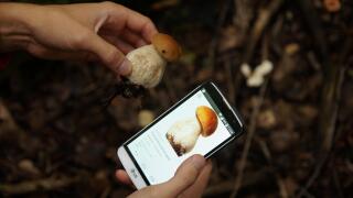 mushrooms-5770074.jpg