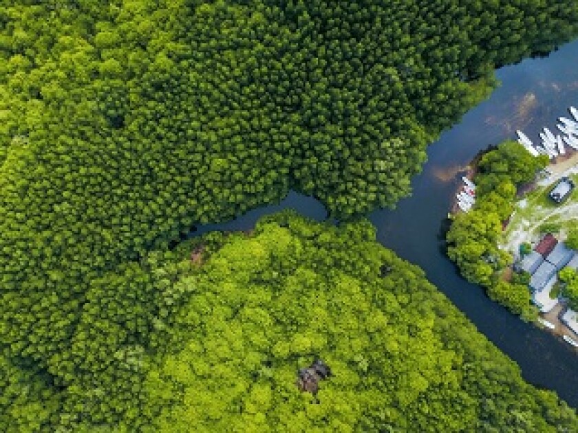 Amazonas - Large