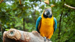 parrot-ecuador.jpg