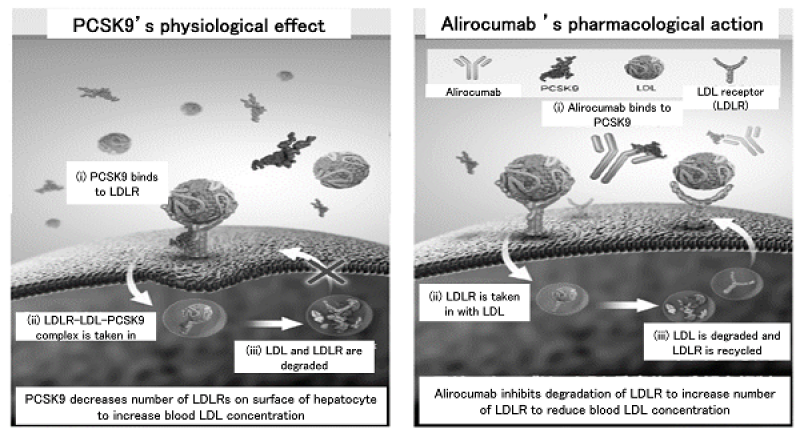 Japan antibodies 1