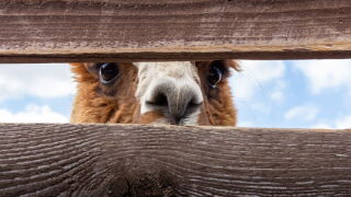 llama.jpg
